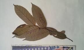 Image result for Uvaria acuminata