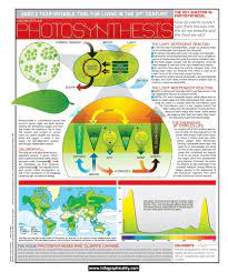 Ci Photosynthesis Infographic Infographicality Photosynthesis Photosynthesis And Cellular Respiration Plant Science