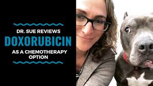 Our pups are just like humans in the sense that each and every body will respond differently to medical conditions. How Long Can Dogs Live With Metastatic Cancer And Metronomic Chemotherapy Vlog 105 Youtube