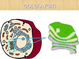 Golgi Kompleksi Nedir Hayatarehber Pinterest