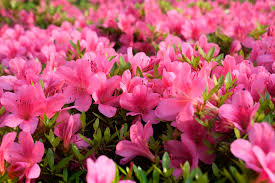 This classic story is celebrating its 40th anniversary beginning in september of 2012. Azalea The Flower As Old As Time Floraqueen