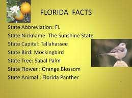 This kitten and its sibling were deemed healthy but the mother didn't recover from the disease. Florida The Sunshine State By Sydney Ppt Download