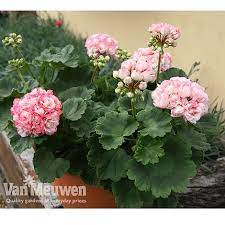 A favorite of queen victoria, pelargonium 'appleblossom rosebud' (zonal geranium) is a bushy, evergreen, tender perennial with striking rounded clusters, densely packed with fully double. Geranium Appleblossom Van Meuwen