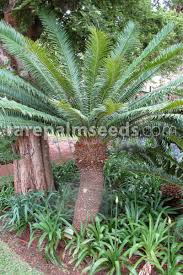 Image result for Encephalartos senticosus
