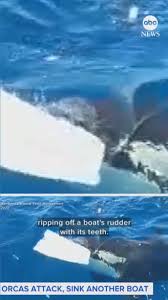 Orca Attacks Surge! Boats Sunk Off Portugal - What's Happening?