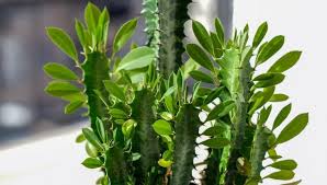 Image result for Euphorbia