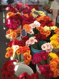 Maybe you would like to learn more about one of these? Gerber Daisies At Hillcrest Farmers Market In San Diego Ca Oranzhevyj