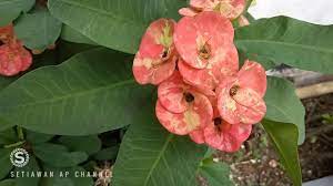 Check spelling or type a new query. Tanaman Hias Bunga Euphorbia Milii Atau Pakis Giwang Si Cantik Yang Berduri Tajam Youtube