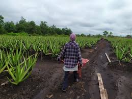 Masih berada di kecamatan hatonduan juga, jika dari pematang siantar, melewati tanah jawa lalu hatonduhan menuju negeri bayu bagasan lalu. Meraup Keuntungan Jutaan Rupiah Per Bulan Dari Budi Daya Lidah Buaya Kumparan Com