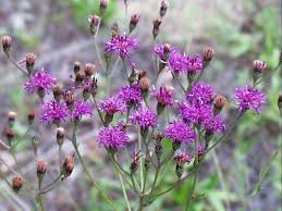 Image result for Vernonia melleri