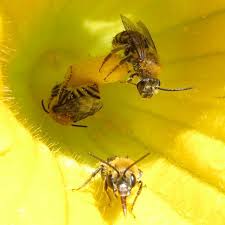 Collectively, biotic and abiotic factors create a sustainable ecosystem, which is an interdependence of factors within the ecosystem. The Great Oregon Squash Bee Hunt Osu Extension Service