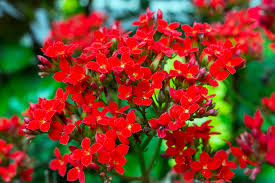 Image result for Kalanchoe