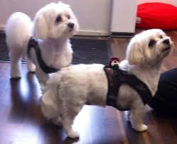 Happydog Hundesalon