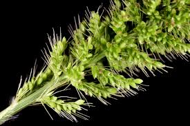 Image result for Setaria verticillata