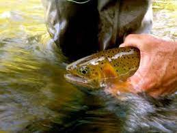 Coeur D Alene River Northern Idaho Nice Release Shot By Kimbo May Coeur D Alene Idaho Fly Fishing