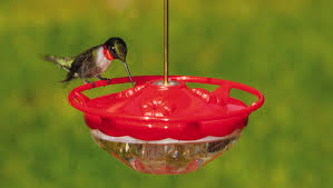 Amazon.com has been visited by 1m+ users in the past month Keep An Eye Out For Baby Hummingbirds