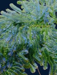 Image result for Selaginella vogelii