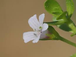 Image result for Bacopa monnieri