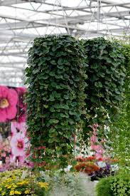 Image result for Lysimachia barbata