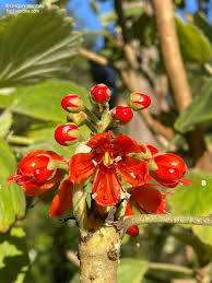 Image result for Greyia