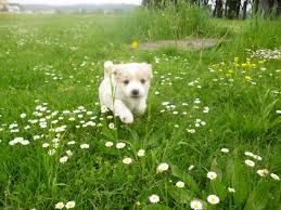 Ucretsiz Resim Terrier Kopek Cim Cim Alan Yaz Cicek Doga Cayir Acik