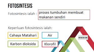 Geotropisme seismonasti atau tigmonasti merupakan gerak nasti yang terjadi akibat rangsangan sentuhan. Nota Proses Hidup Tumbuhan Tahun 4