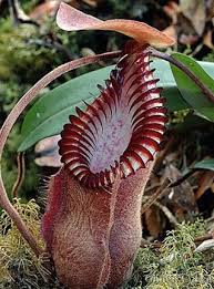 Image result for Nesaea heptamera