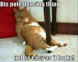 Bears, cats, dogs, monkeys and horse. Funniest Cat Quotes Dance Quotesgram