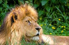 List of african animals extinct in the holocene. 20 Famous African Animals And Where To See Them