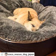 ファーに包まれてすっかり安心して眠るワンちゃんが とっても愛くるしい coco rescue dog japan 様のご愛犬より ambientloungejp アンビエントラウンジ ambientlounge ペット ペットベッド 犬ベッド インテリア ペットベッド ペットショップ わんちゃん