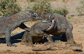 The main difference between monitor lizards and komodo dragon is that komodo dragons are a type of monitor lizards, they are the deadliest monitor lizards. Komodo Dragon Steals Food By Sticking Its Head Inside Pal S Mouth Komodo Dragon Komodo Dragon Fight
