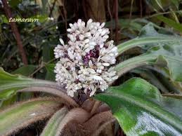 Image result for Palisota schweinfurthii