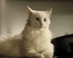 Résultat de recherche d'images pour "gif animé chat"