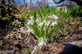 Once its flowers die back at the season's end in june, the foliage recedes, too. Small Snow White Flowers In The Garden In Early Spring Stock Photo Image Of White Flower 118412608