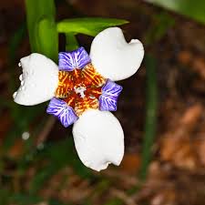 Plant them a minimum of 16 to 18 inches apart (less space for dwarf irises and more for tall bearded iris varieties). Walking Iris Care How To Grow A Neomarica Walking Iris