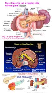 In transabdominal ultrasound the abdominal wall and left lobe of the liver are traversed prior to imaging the pancreas; Relations Of Pancreas Posterior Relation Of Neck Of Pancreae Superior Mesentric Vein Portal Ve Medical Knowledge Human Digestive System Portal System