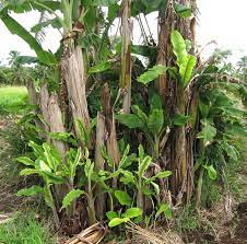 Check spelling or type a new query. Fact Sheet Banana Aphid 103