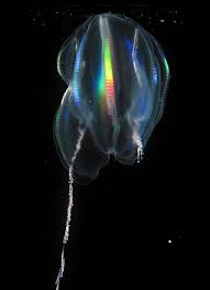 Image result for Belonophora