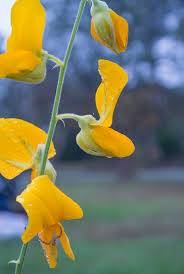 Image result for Crotalaria juncea