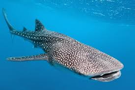 Marine Species The Whale Shark Scuba Diver Life Whale Shark Whale Whale Shark Diving
