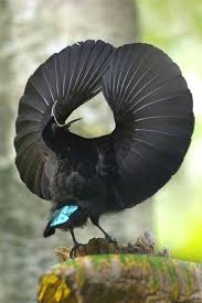 Bird Of Paradise Flower Meaning In Tamil Choosing Plants To Entice Birds And Butterflies To Your Yard Passaros Bonitos Aves Belas Aves Selvagens