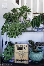 Whatever name it goes by, the prayer plant is a real treat to look at. 20 Plants Safe For Cats Living With Plants And Pets