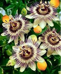 Amazon Com Lavender Lady Passion Flower Passiflora Indoors Out 4 Pot Garden Outdoor Passion Flower Plant Passion Flower Flower Garden Plants