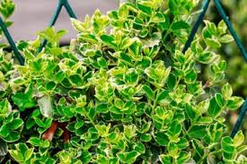 These include 'filifera aurea', 'gold mop', and 'sungold', each offering slight variations in foliage color and mature size. 10 Best Plants For Fence Lines Garden Lovers Club