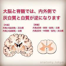 大脳皮質 外側 は a 大脳髄質 内側 は b でできている 解答 a 灰白質 b 白質 脊髄は外側が a 内側が b でできている 解答 a 白質 b 灰白質 大脳と脊髄では 内外側で灰白質と白質が 中枢神経系 大脳皮質