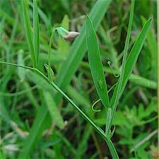 Image result for Lathyrus hirsutus
