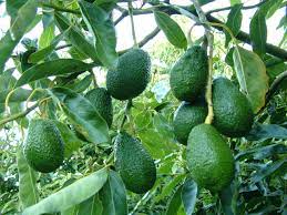 To achieve maximum results, you'll need to either live in a similar climate — usda hardiness zone 8 or higher — or grow your avocado in a pot that can be moved indoors when temperatures reach freezing points. Buy Avocado Butter Fruit Online India Bangalore Agrico