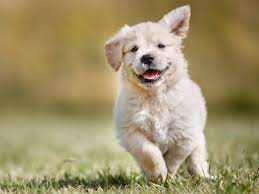Cerebellar Hypoplasia In Dogs Managing This Brain Disease