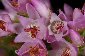 Image result for Calluna vulgaris