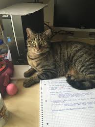 Juni schlossen sich philipp preiss von der design factory pforzheim,… Katzen Hunde Pferde Vermisste Tiere Unsauberkeit Verstorbene Tiere Kundenstimmen Tierkommunikation Tierkommunikation Fellnasengesprache A Hilfrich Becker